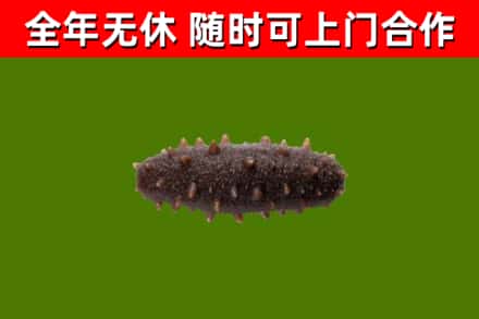五峰烟酒回收干海参.jpg